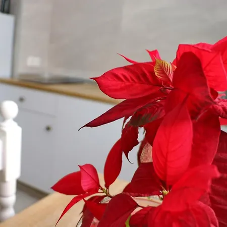 Apartment Estudio Nardo Conil De La Frontera