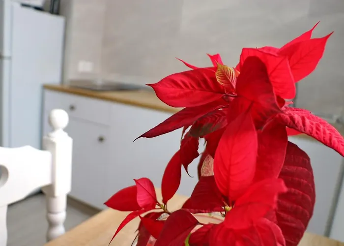 Appartement Estudio Nardo Conil De La Frontera